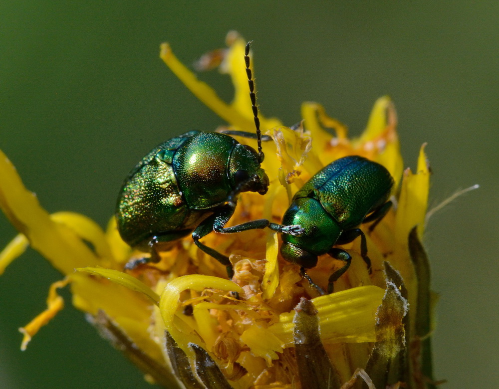 Cryptocephalus sp. della Liguria (Val Trebbia)